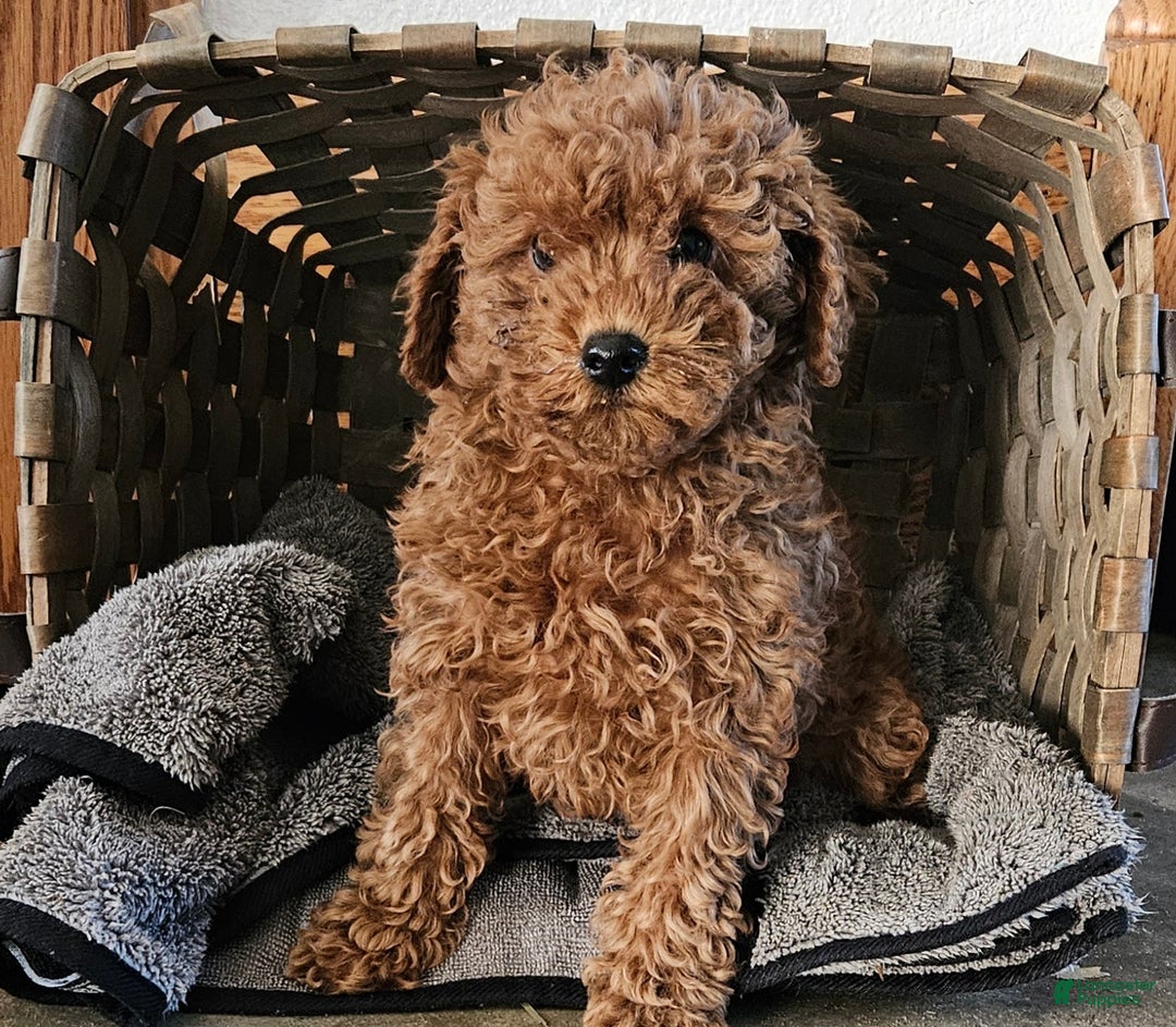Miniature Poodle dogs for sale: Callie  - Ad 1