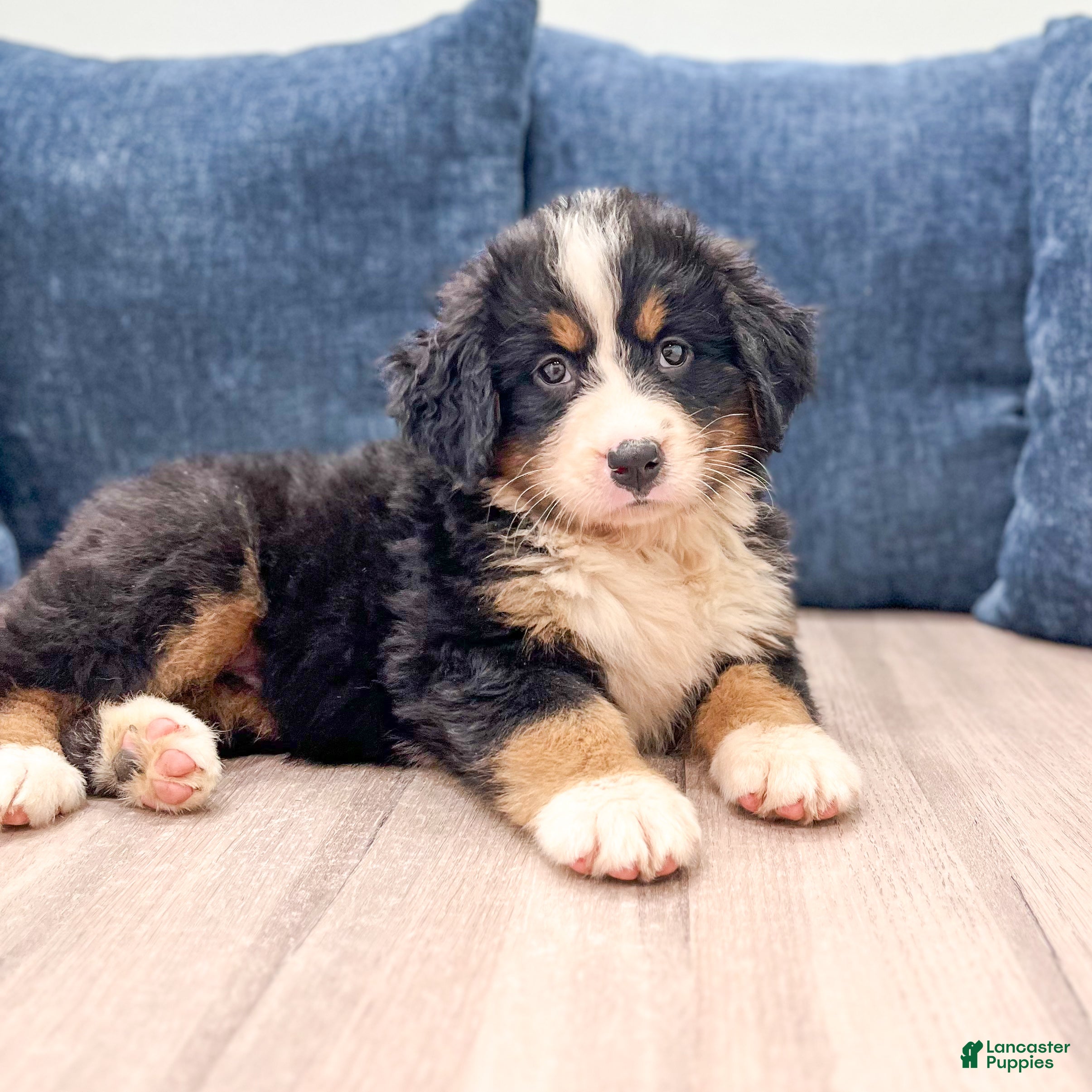 Bernese Mountain Dog dogs Millie - Ad 2