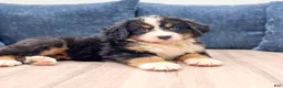 Bernese Mountain Dog dogs for sale: Millie - Ad 2