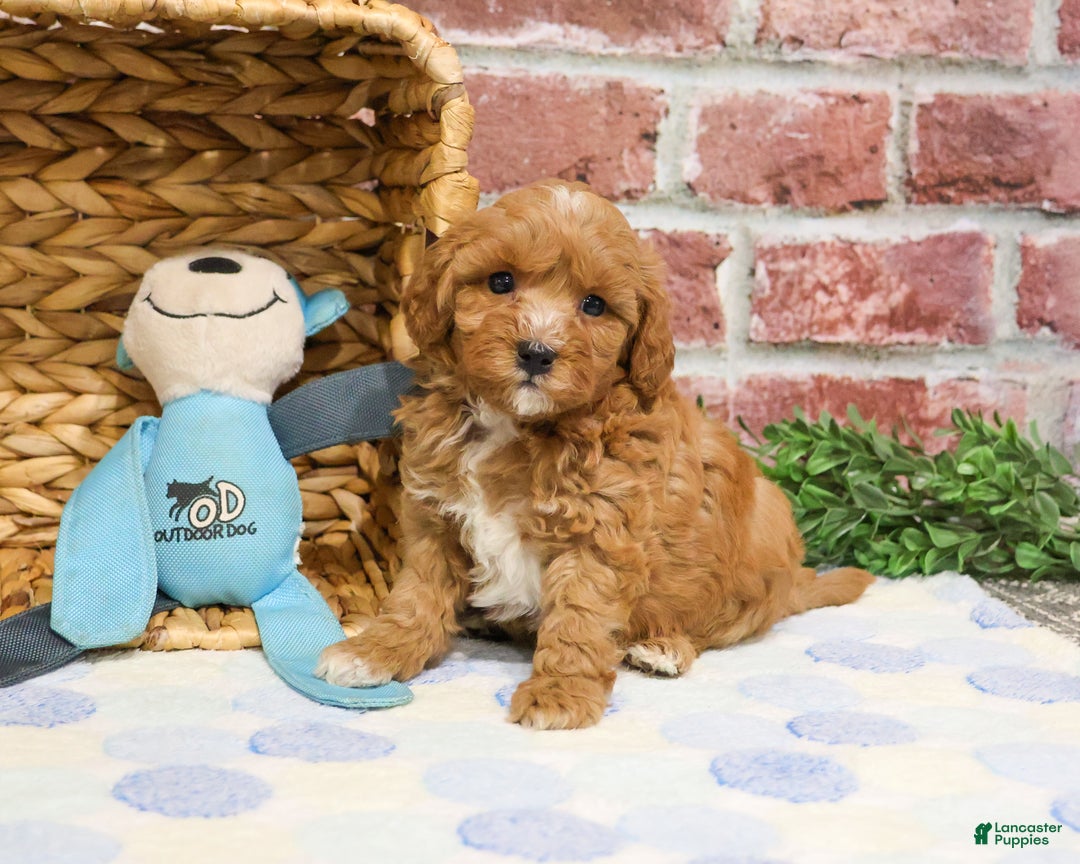 Cavapoo dogs for sale: Charles - Ad 3