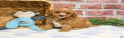 Cavapoo dogs for sale: Charles - Ad 15