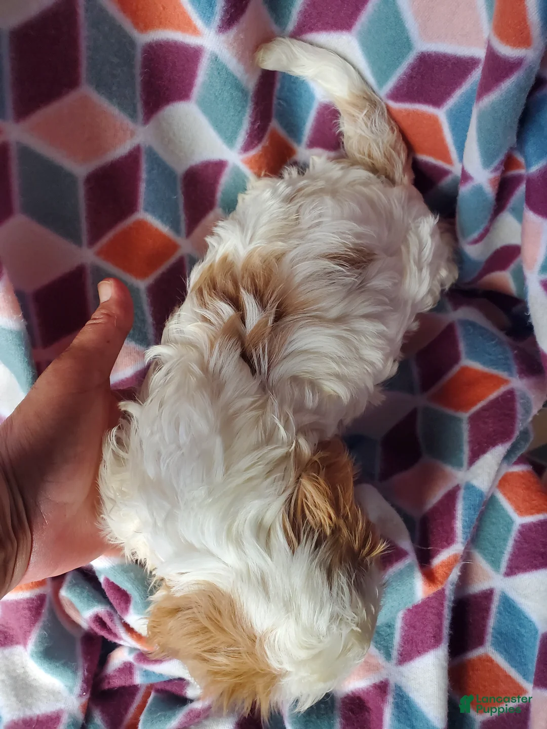 Cavachon dogs for sale: Ava - Ad 6