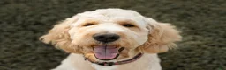 Goldendoodle dogs for sale: Ginger - Ad 3