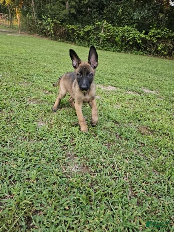Mixed Breed dogs Bunny - Ad 2