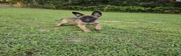 Mixed Breed dogs for sale: Bunny - Ad 2