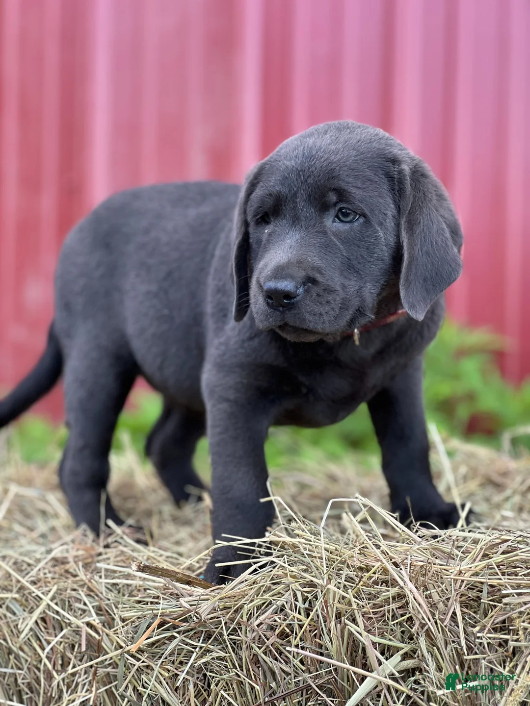 Labrador Retriever dogs for sale: Trina - Ad 1