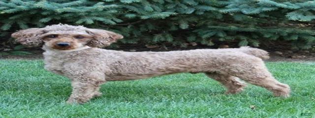 Teo