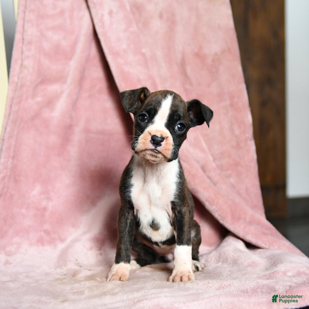 Boxer dogs for sale: Lassie - Ad 5