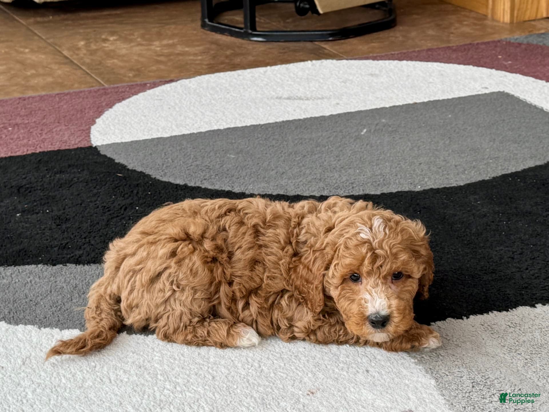 Cockapoo dogs Tim - Ad 1