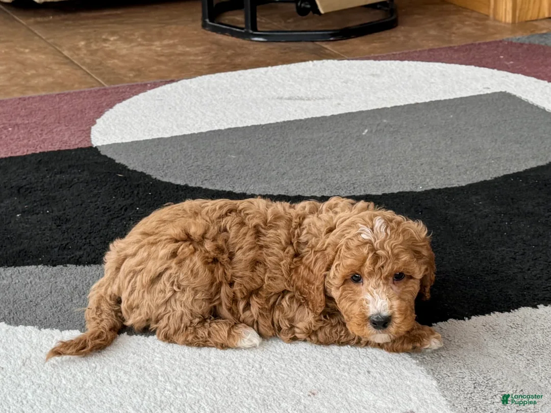 Cockapoo dogs for sale: Tim - Ad 1