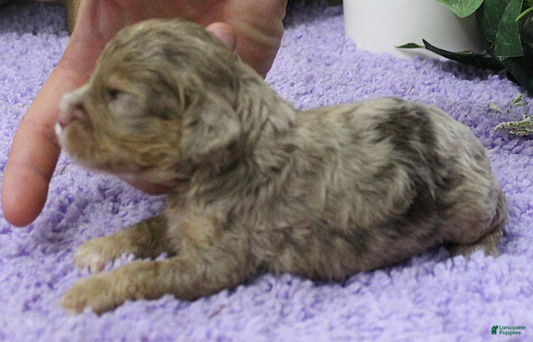 Cavapoo dogs for sale: #1 Female (Dawn's) - Ad 2