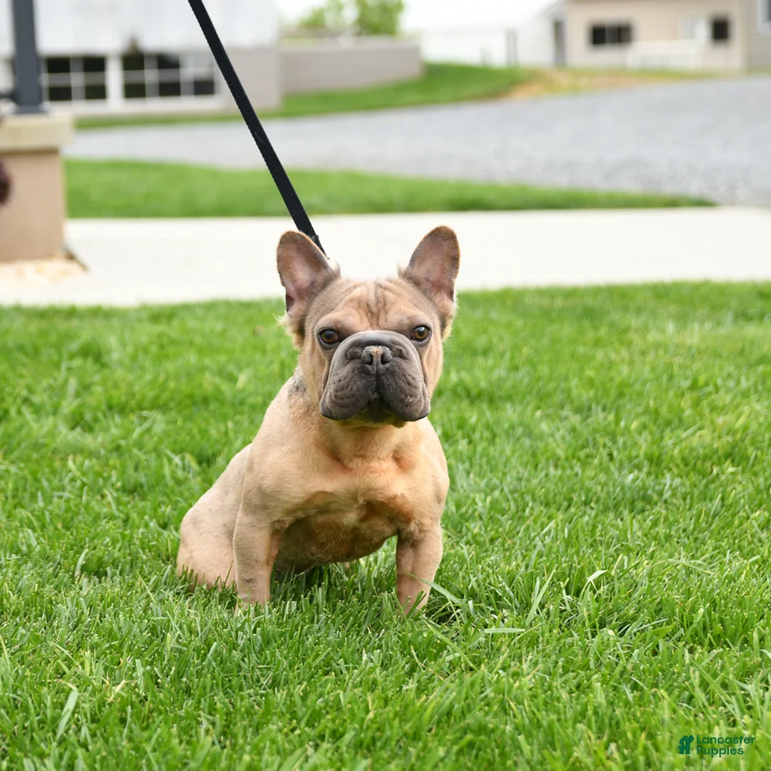 French Bulldog dogs for sale: Roy  - Ad 5