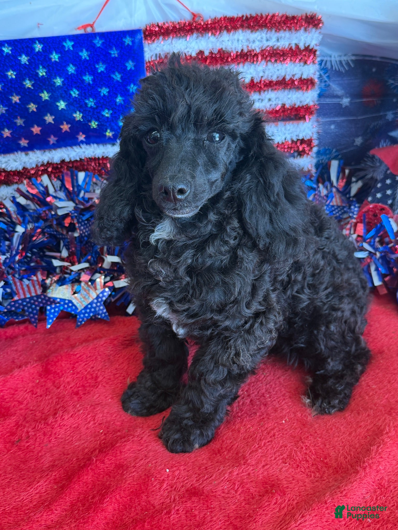 Toy Poodle dogs Raven - Ad 26