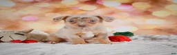 Chihuahua dogs for sale: Buzz - Ad 2
