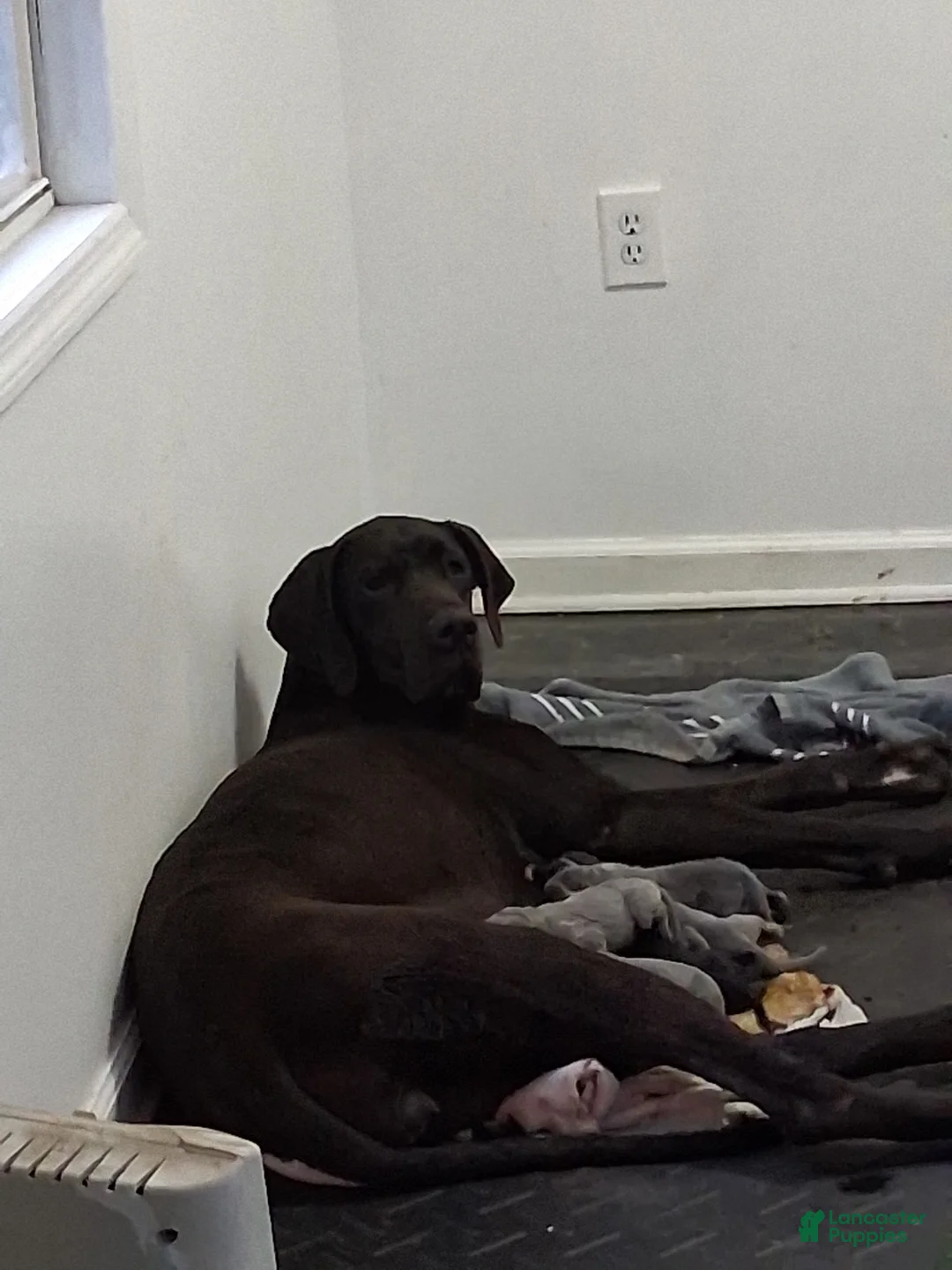 Great Dane dogs for sale: Great Dane Puppy 3 - Ad 2