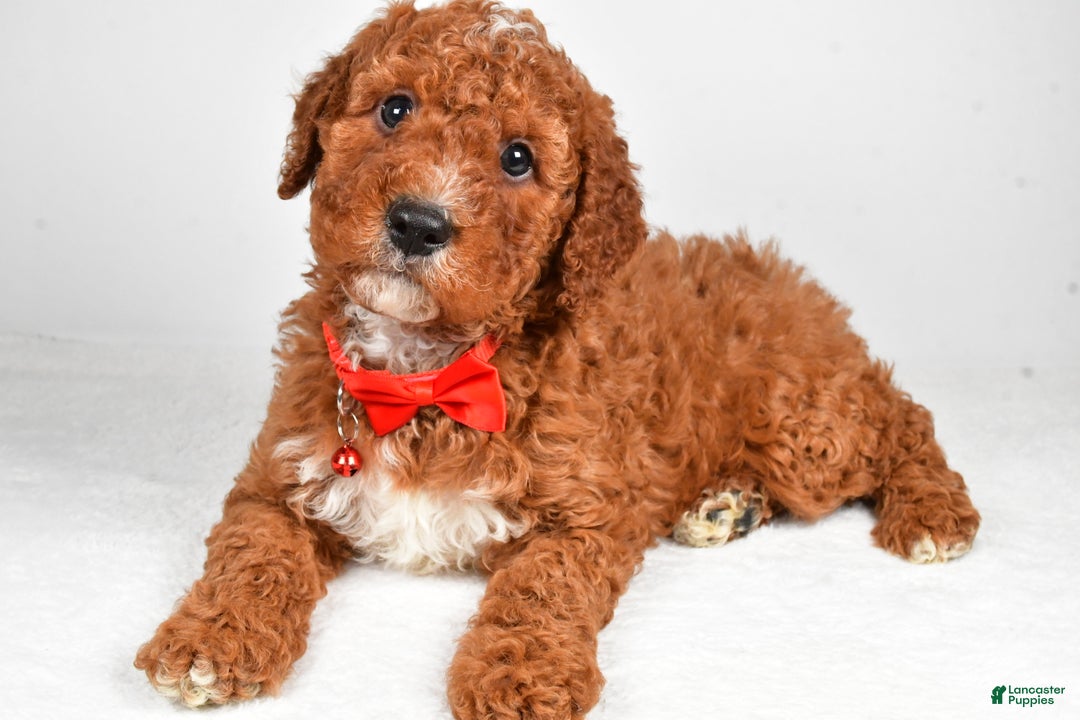 Cavapoo dogs for sale: Tristan  - Ad 5