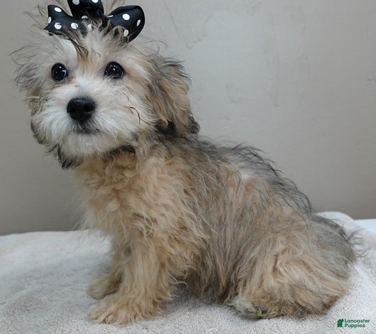 Maltipoo dogs Little fox rare sable 4 lbs 14 ozs - Ad 9