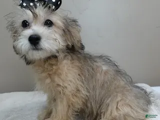 Maltipoo dogs Little fox rare sable 4 lbs 14 ozs - Ad 8