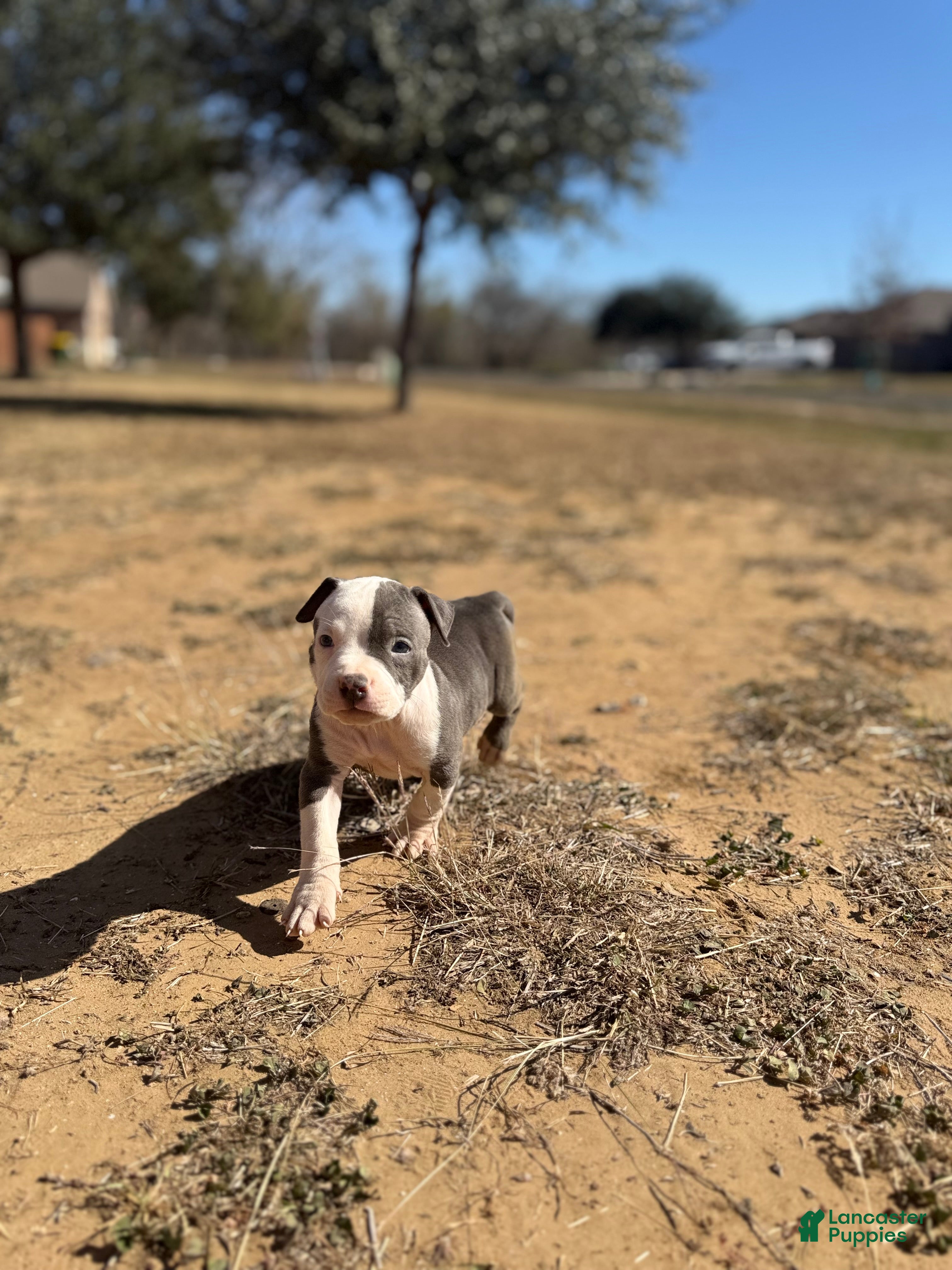 American Bully dogs American Bully Puppy 7 - Ad 18
