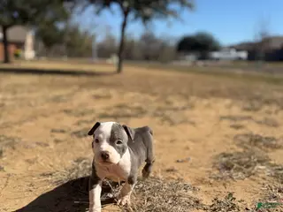 American Bully dogs American Bully Puppy 7 - Ad 18