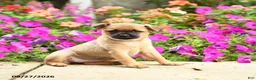 Mixed Breed dogs for sale: Thelma - Ad 1