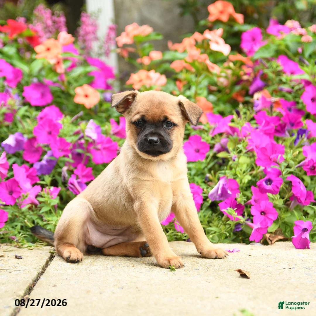 Mixed Breed dogs for sale: Thelma - Ad 1