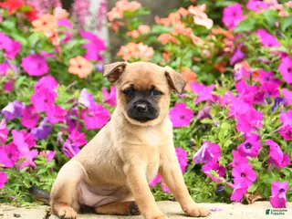Mixed Breed dogs Thelma - Ad 30