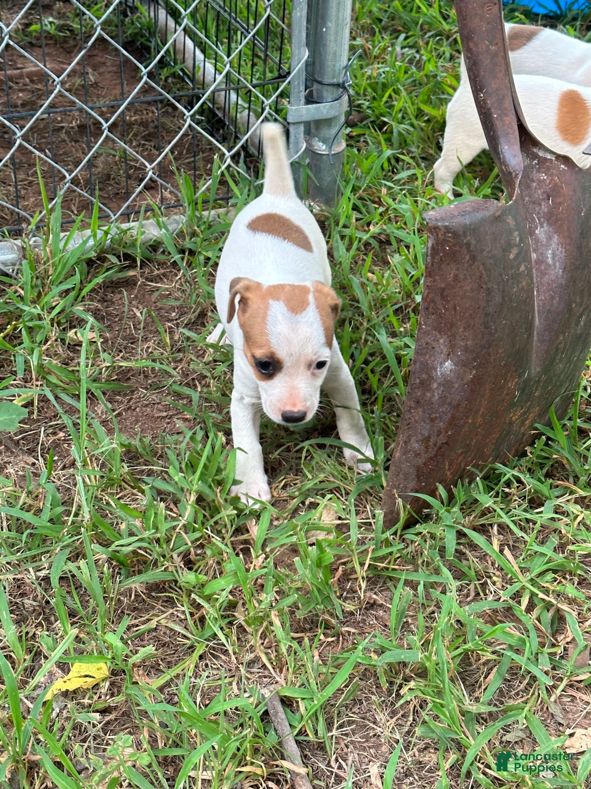Jack Russell Terrier Puppies for sale in Oklahoma Lancaster Puppies