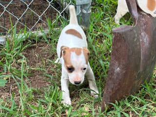 Jack Russell Terrier dogs - Ad 27