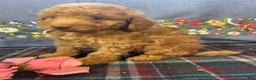 Toy Poodle dogs for sale: Margie - Ad 4