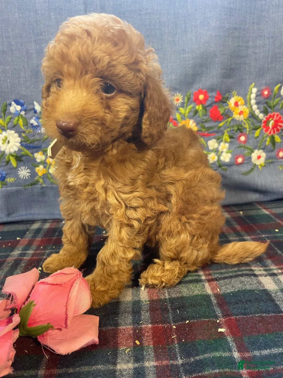 Toy Poodle dogs for sale: Margie - Ad 4