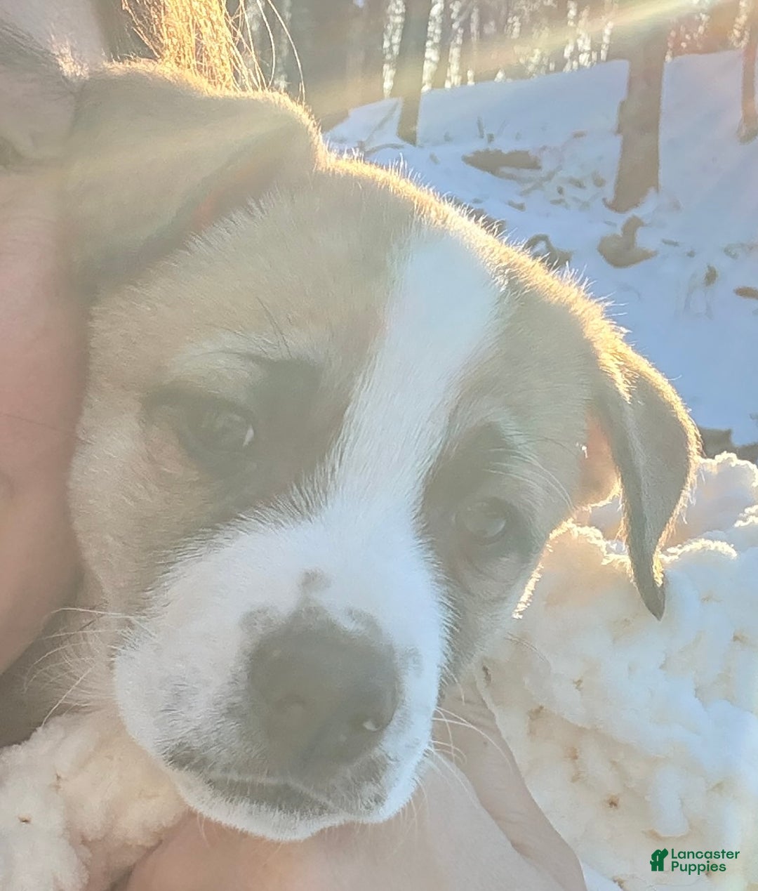 Mixed Breed dogs for sale: Amy - Ad 3