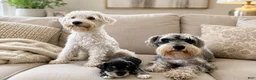Miniature Schnauzer dogs for sale: Miniature Schnauzer 6 Grace - Ad 6