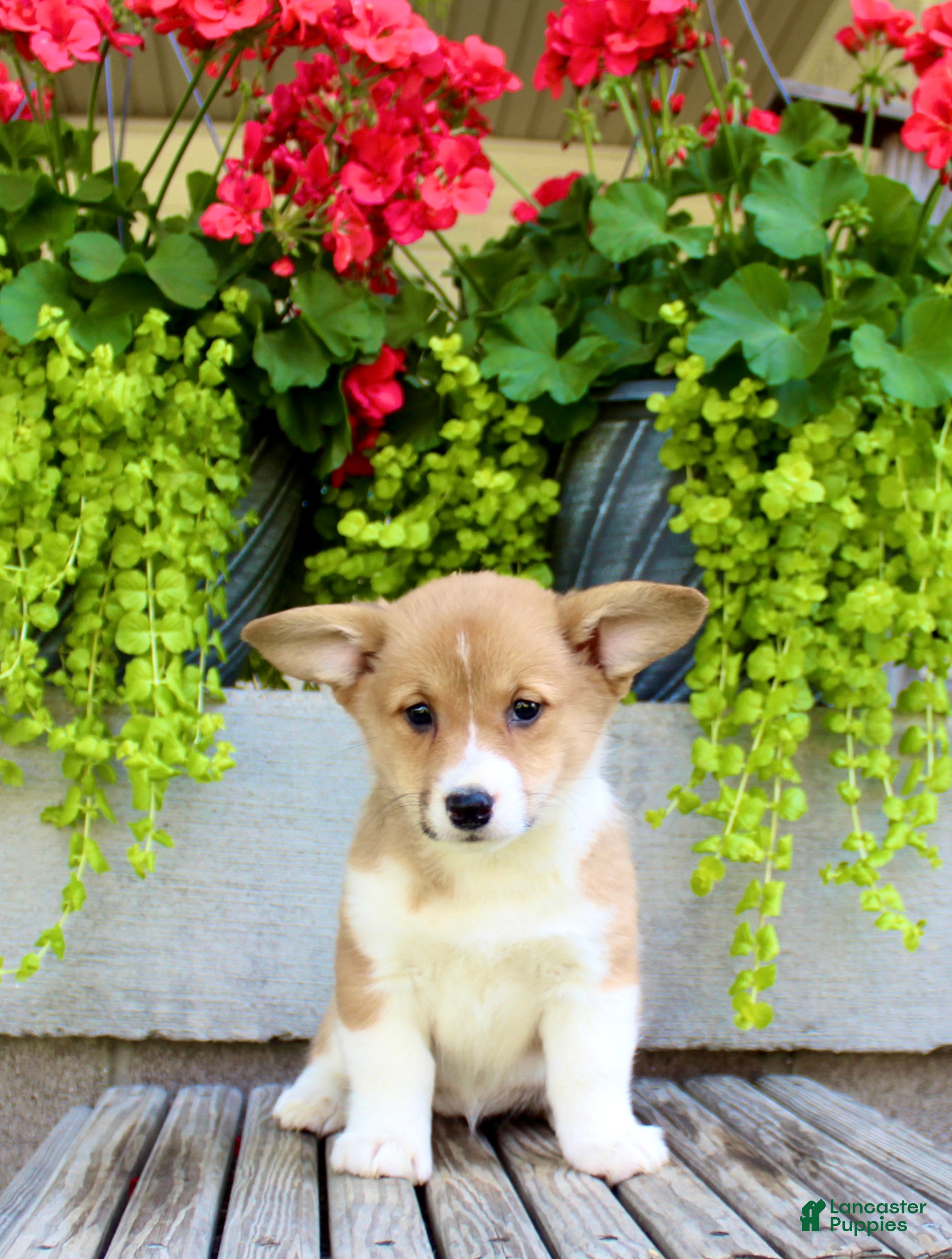 Welsh Corgi Pembroke dogs Roxy - Ad 2