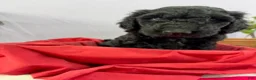 Goldendoodle dogs for sale: Stanley - ready for delivery - Ad 2