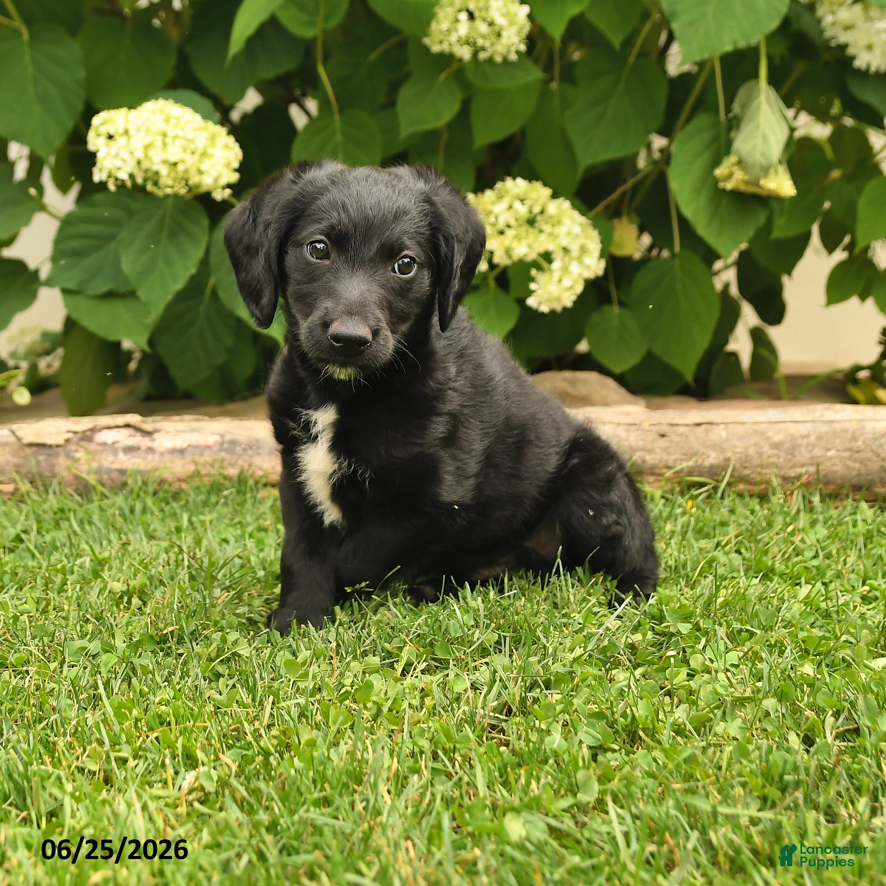 Labradoodle dogs Dodger - Ad 1