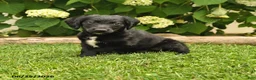 Labradoodle dogs for sale: Dodger - Ad 1