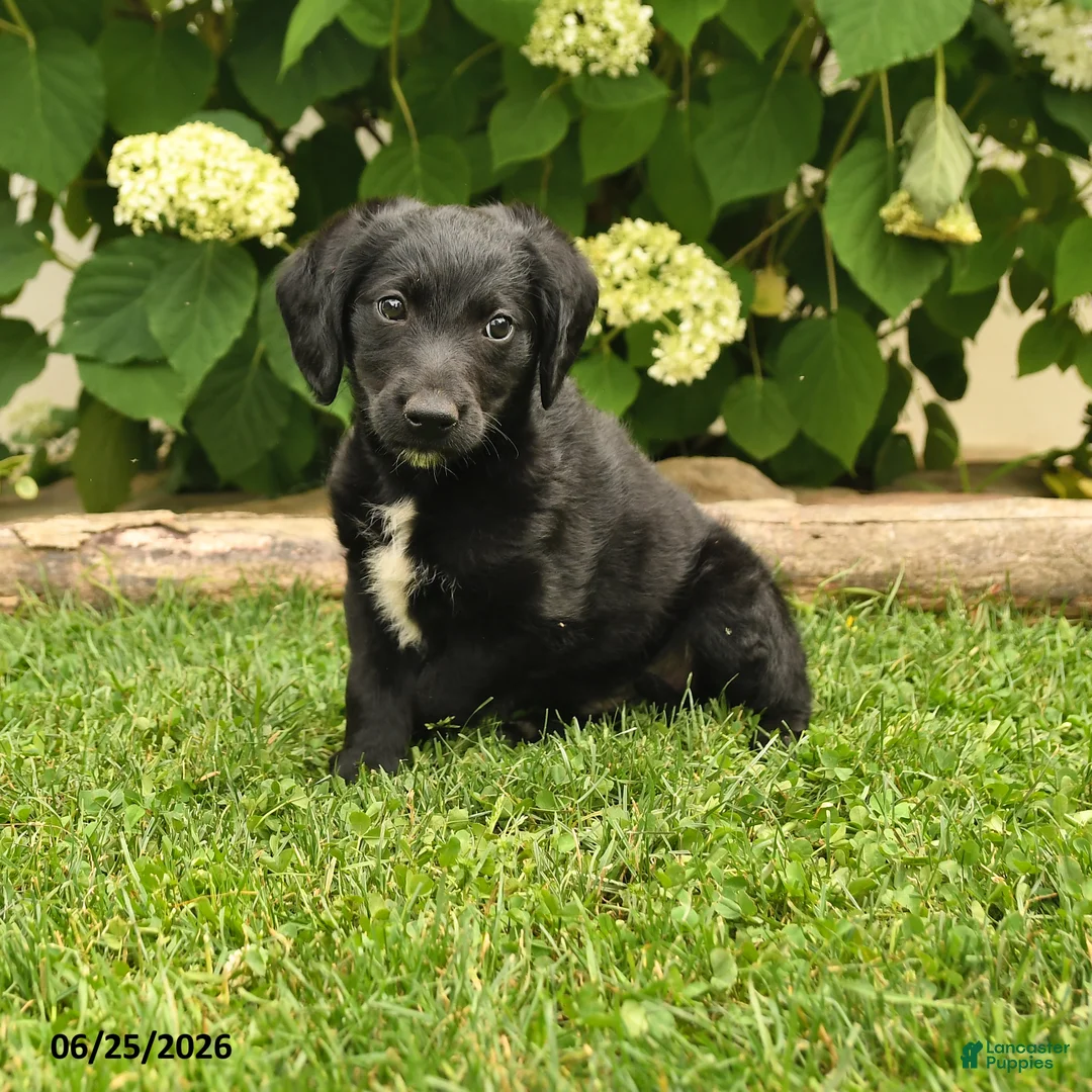 Labradoodle dogs for sale: Dodger - Ad 1