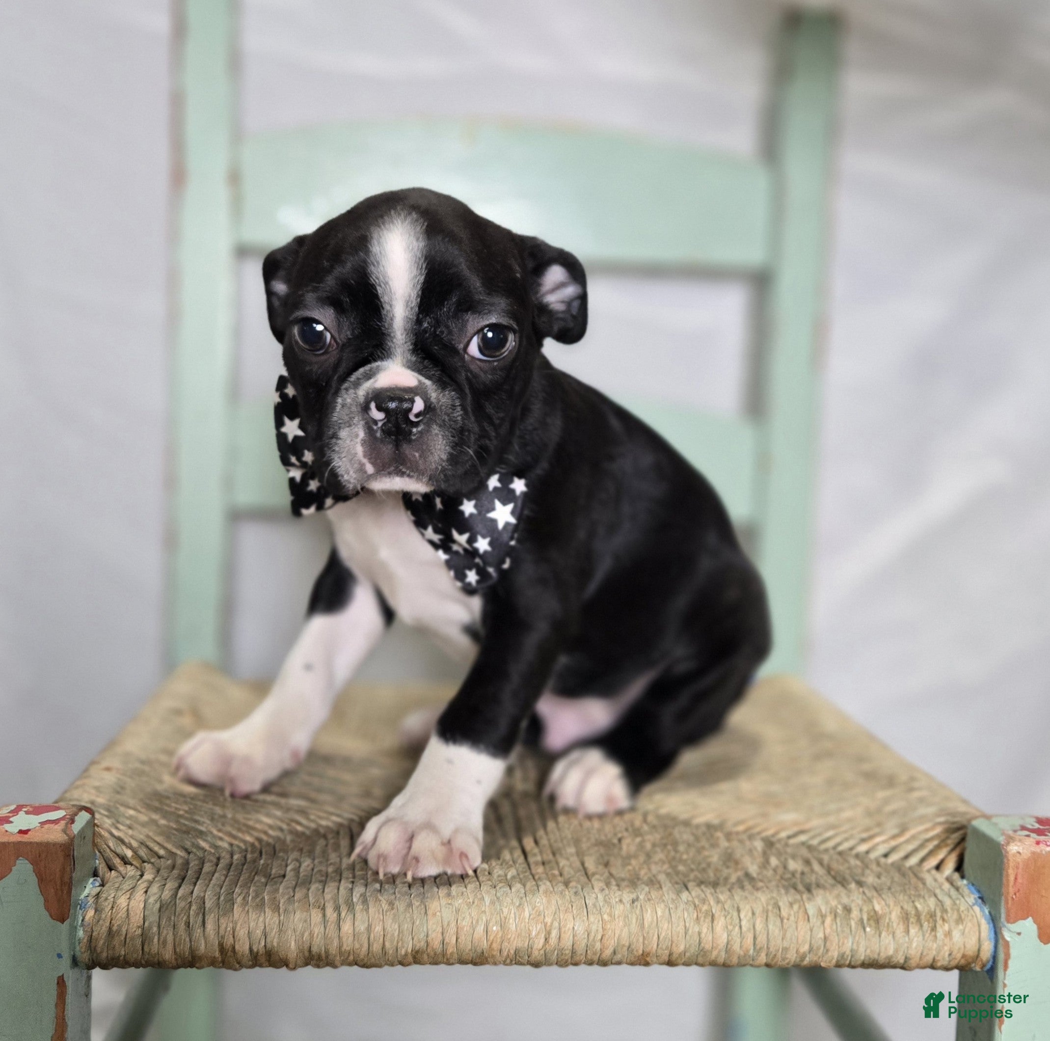 Boston Terrier dogs Charlie - Ad 16