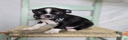 Boston Terrier dogs for sale: Charlie - Ad 1