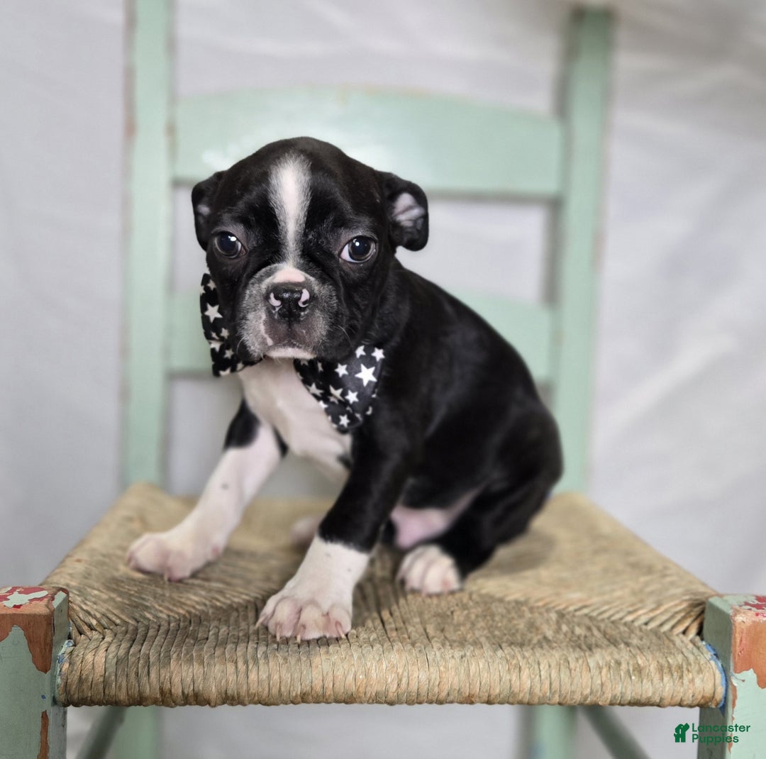 Boston Terrier dogs for sale: Charlie - Ad 1