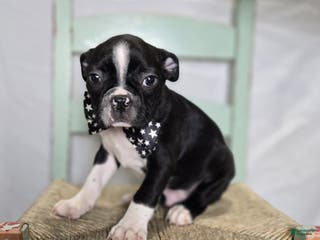 Boston Terrier dogs Charlie - Ad 29