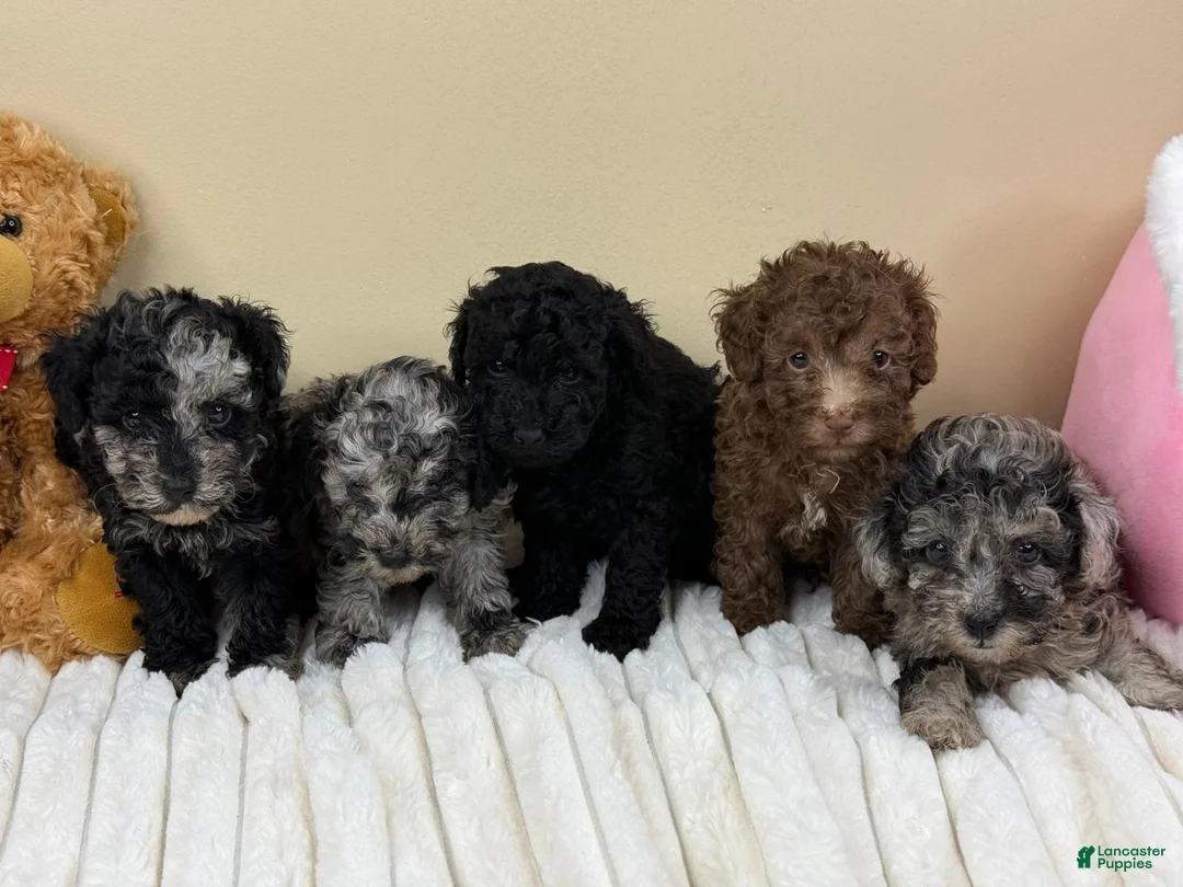 Miniature Poodle dogs for sale: Asher - Ad 6