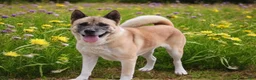 Akita dogs for sale: KJ - Ad 1