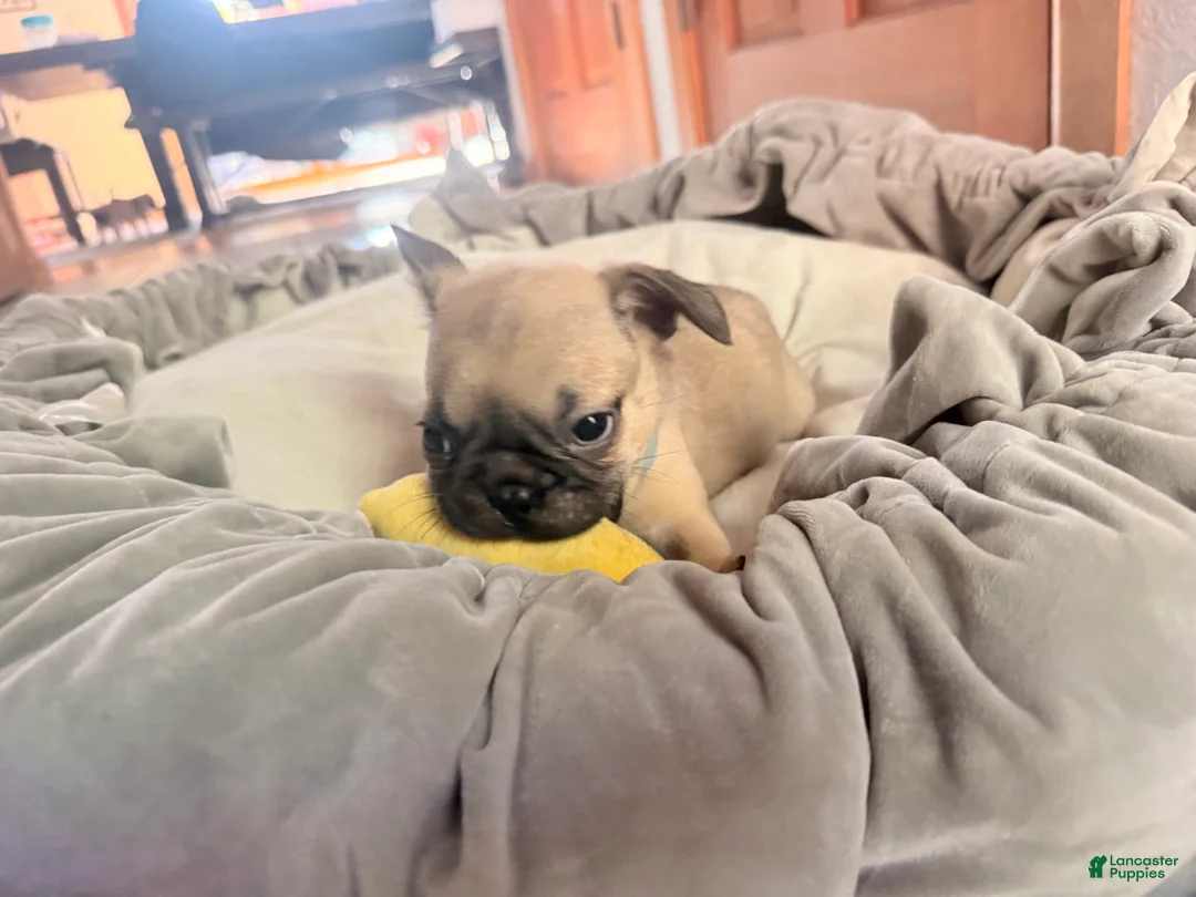 Pug dogs for sale: Otis  - Ad 2