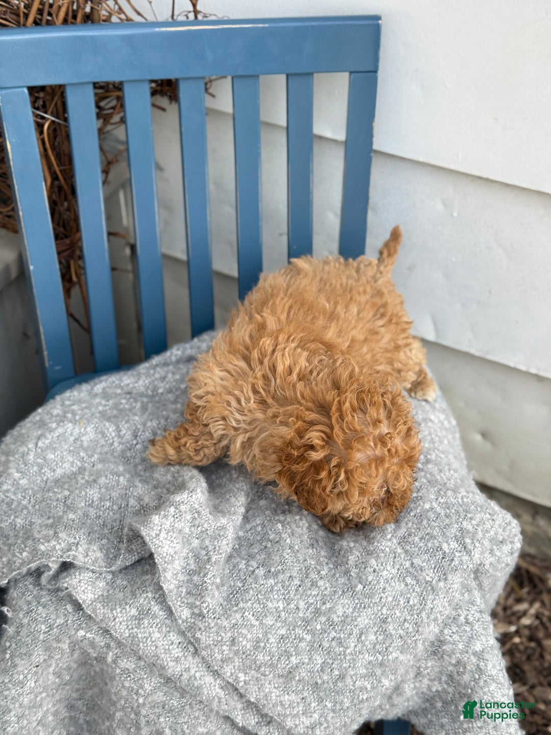 Toy Poodle dogs for sale: Oaks - Ad 2