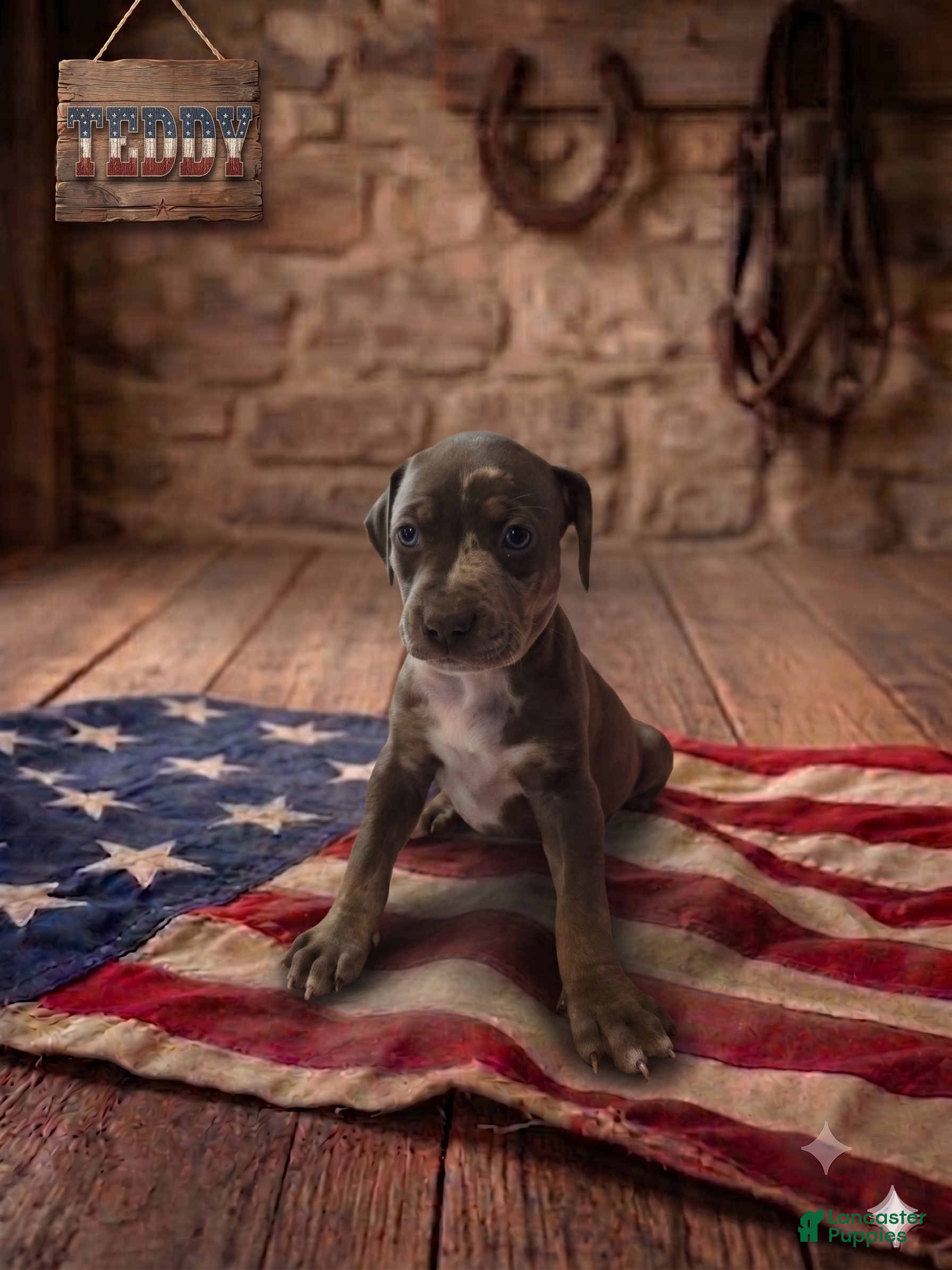 Catahoula Leopard Dog dogs Teddy - Ad 1