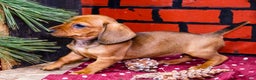 Miniature Dachshund dogs for sale: Willow - Ad 3