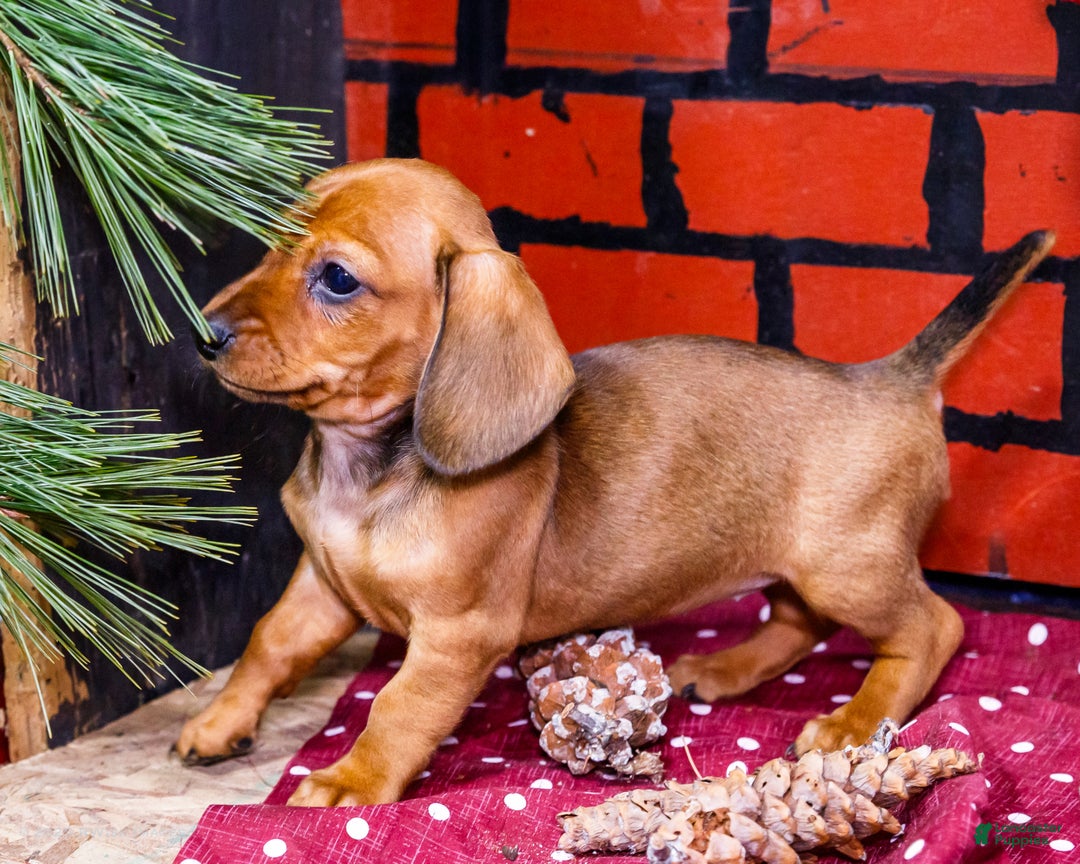 Miniature Dachshund dogs for sale: Willow - Ad 3