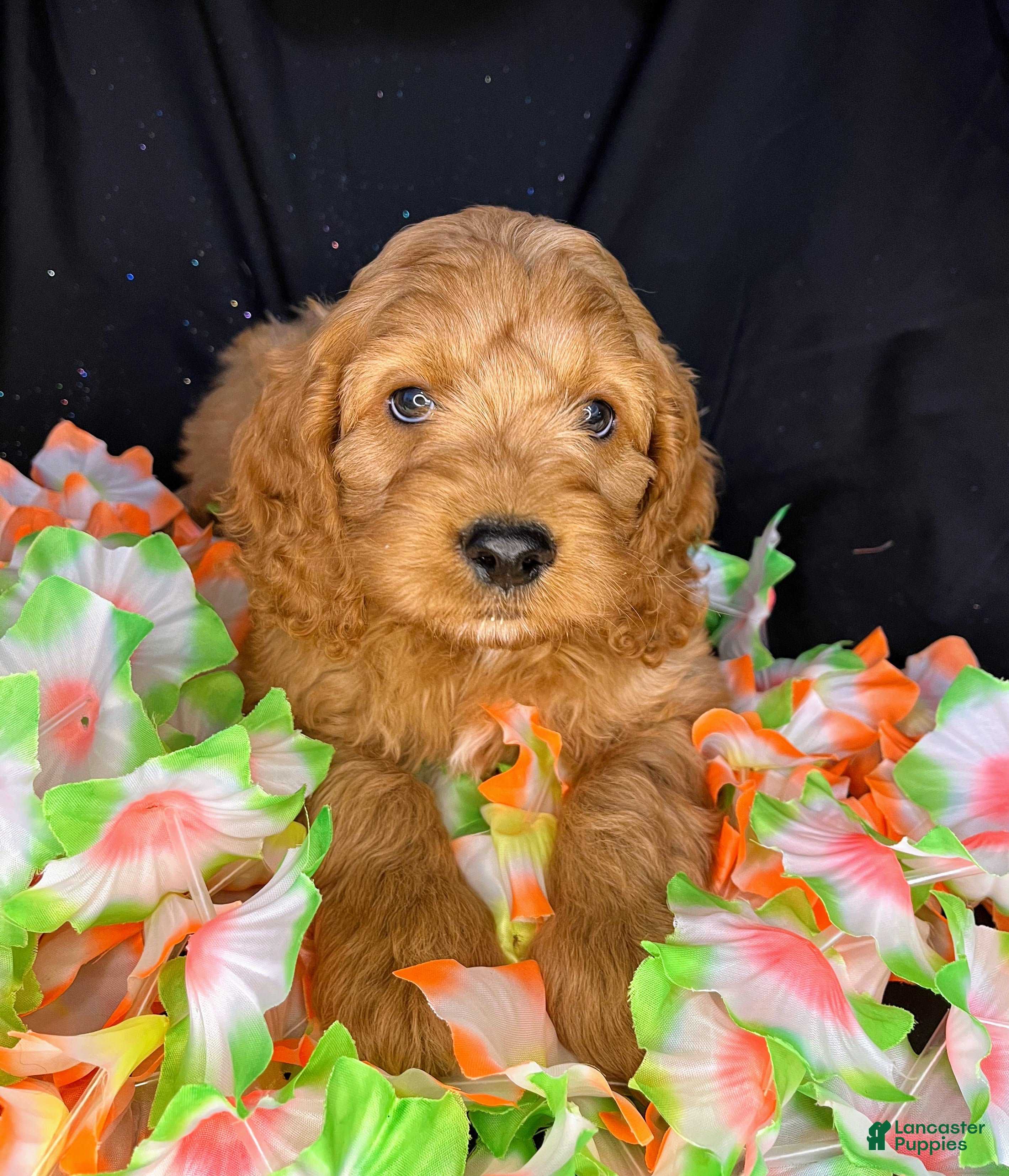 Cockapoo dogs Monte - Ad 2